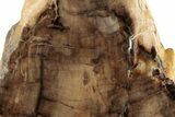 Polished, Petrified Wood (Metasequoia) Stand Up - Oregon #185134-1